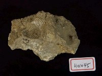 藏品(雙枚貝化石)的圖片